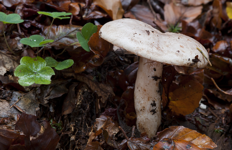 Lactarius pallidus